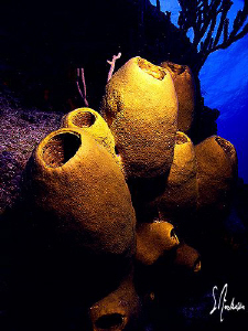 This image of sponges  is just one group of thousands of ... by Steven Anderson 